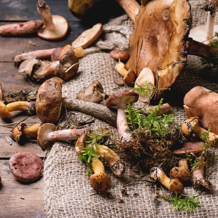 Why You Should Eat Medicinal Mushrooms!